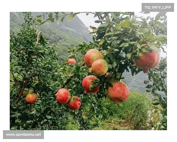 高地红石榴种植全攻略 精准技术助力丰收美果打造 高地红石榴种植全攻略 精准技术助力丰收美果打造